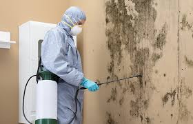 Best Black Mold Removal in Moraga, CA